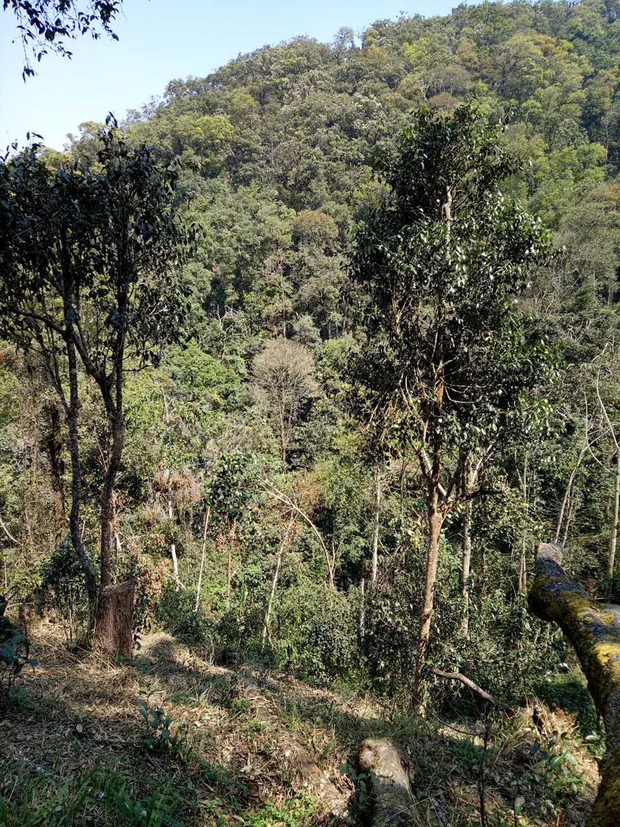 刮风寨茶王树 2017年头春古树纯料普洱茶生茶357克饼 - 西双版纳一任